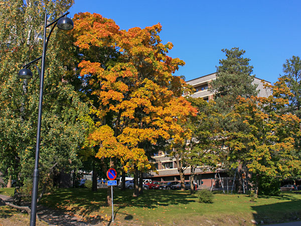 Kutomokatua